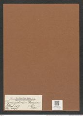 Syringidium daemon Grev. (de-Toni-Nr.: Genus 152, Species 4198) Zeichnungen Sammlung Grunow Mappe 04200 (Herbarium_W_Grunow_drawings_Folder_04200)